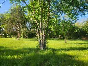 Property Photo: Tract 4 Castleberry Lane AR 72846
