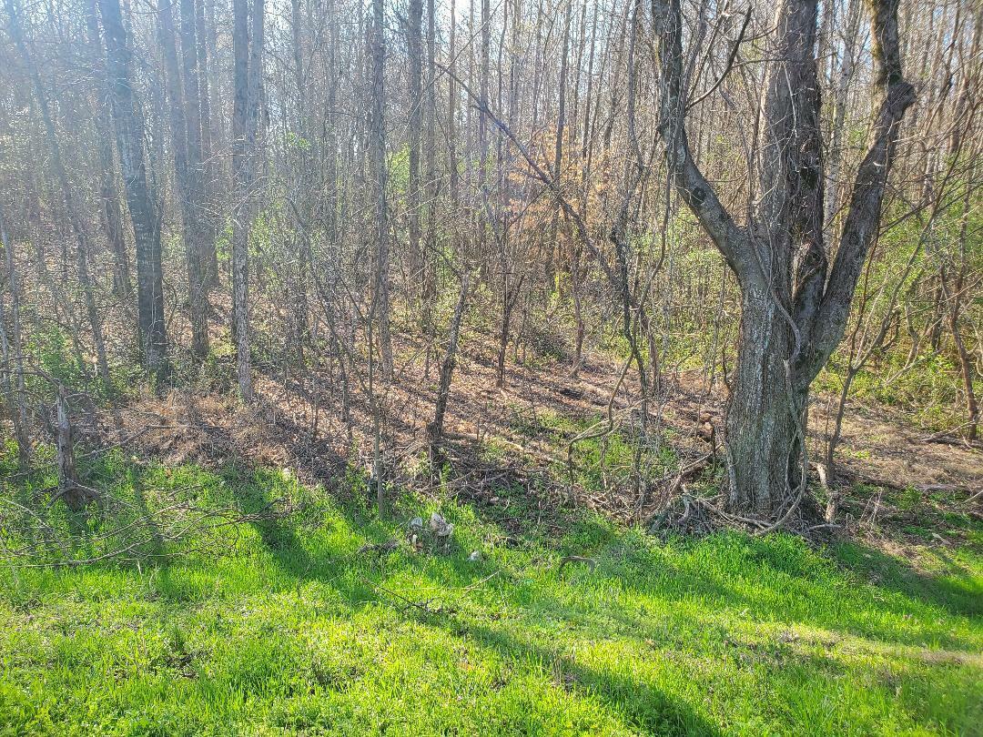 Property Photo: Lot 3 Highway 304 TN 37322