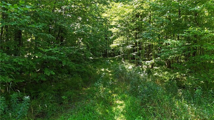 Property Photo: 80 Acres Off Of County Road O WI 54459