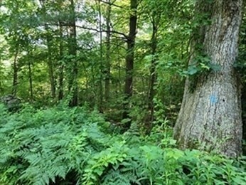 Property Photo: 0 Lot 3 Davis Road MA 01531
