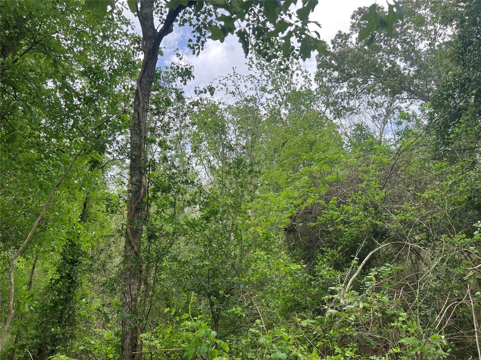 Property Photo: 000 Cemetery Road TX 77575