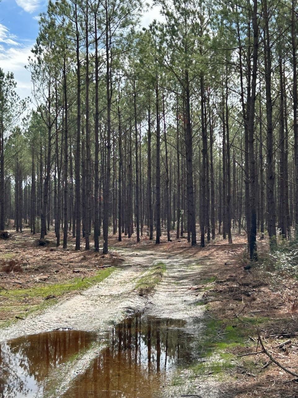 Property Photo: Tract 1 Lloyd Walker Road TX 75949