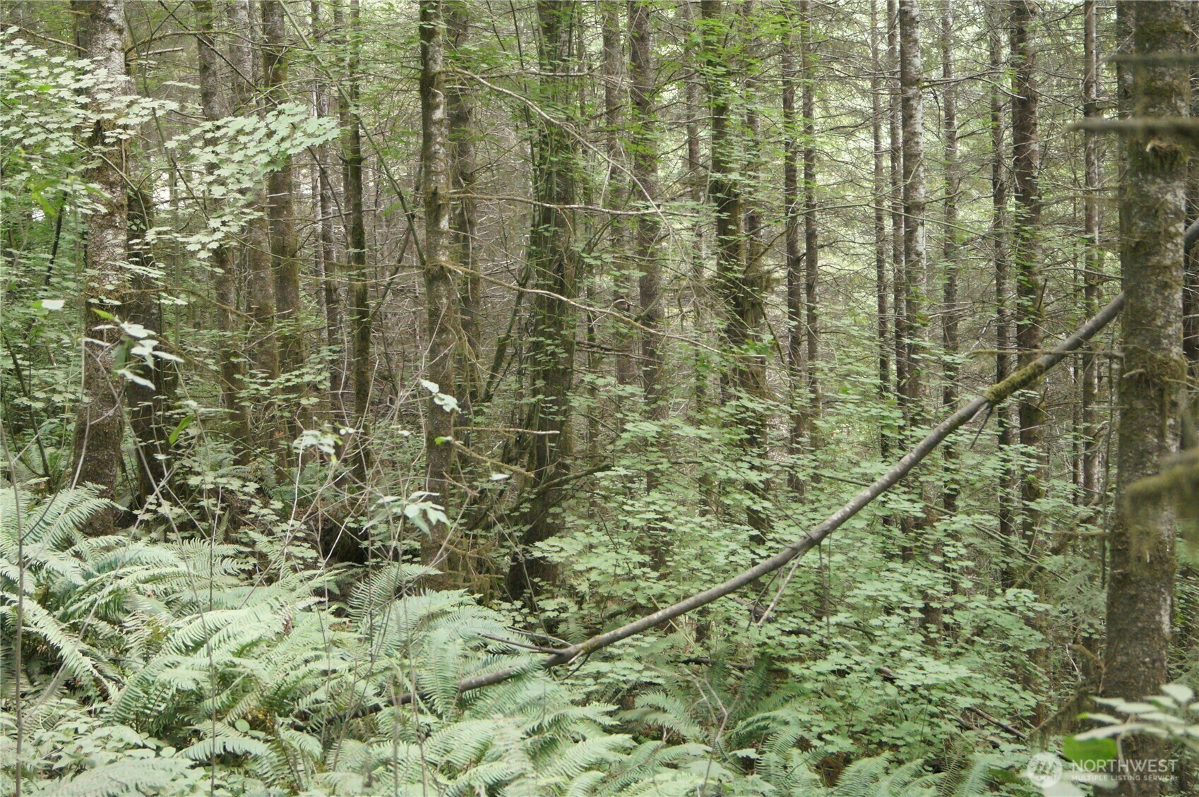Property Photo: 0 Nka Brooklyn Road WA 98568