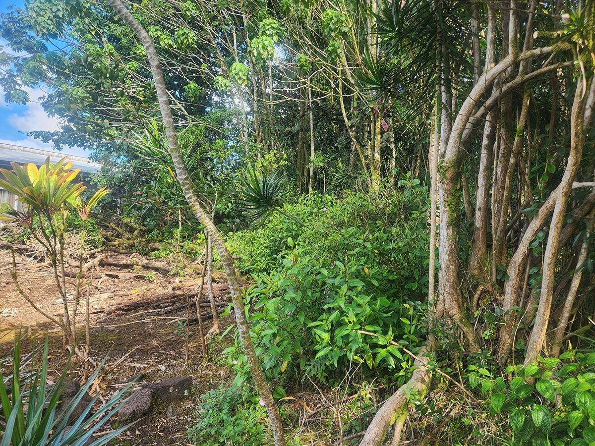 Unknown  Pahoa HI 96778 photo