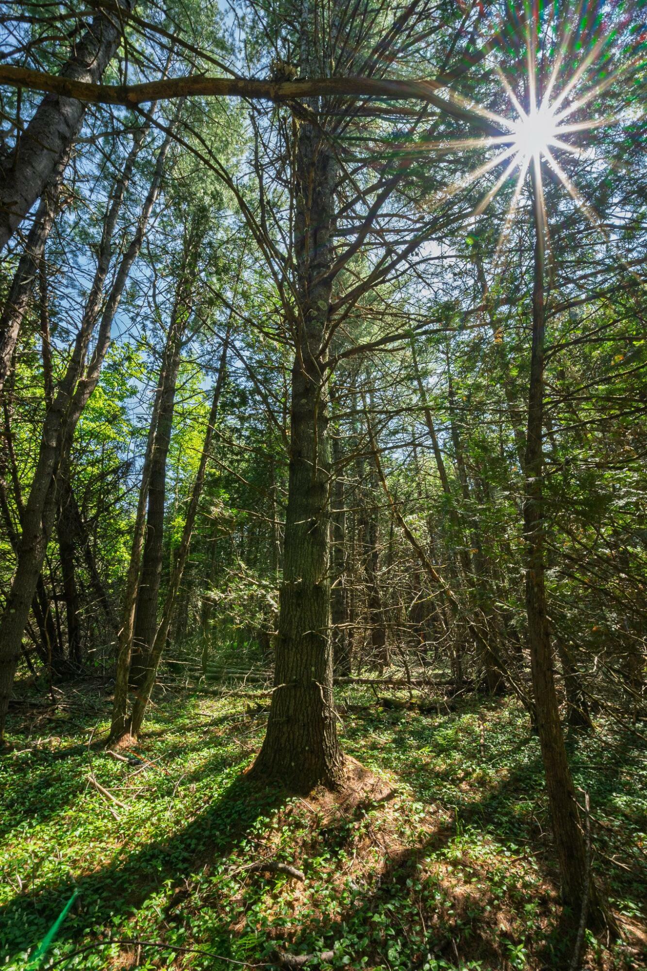 Property Photo: Lot 8 Murray Road ME 04953