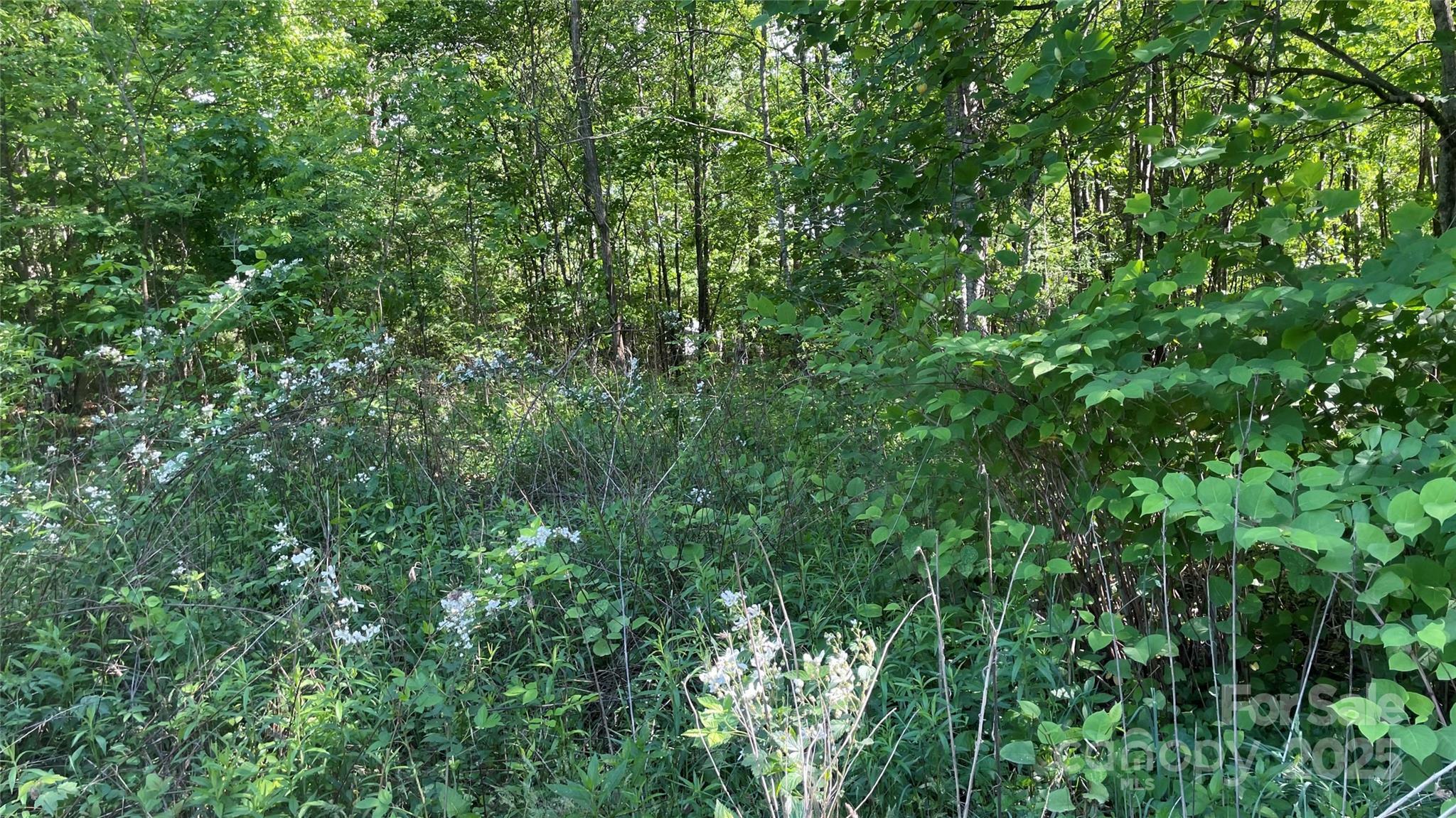 Property Photo: 99999 Bachelder Lane NC 28715