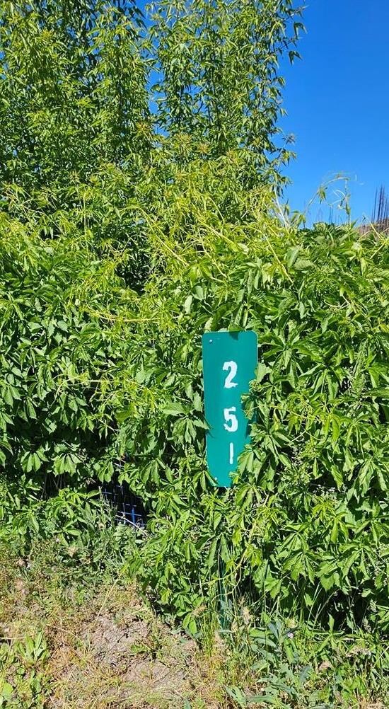 251 Kinder Avenue  Greenville CA 95947 photo