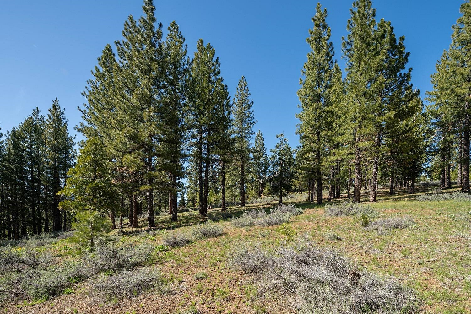 Property Photo: 1512 Dream Maker CA 96106