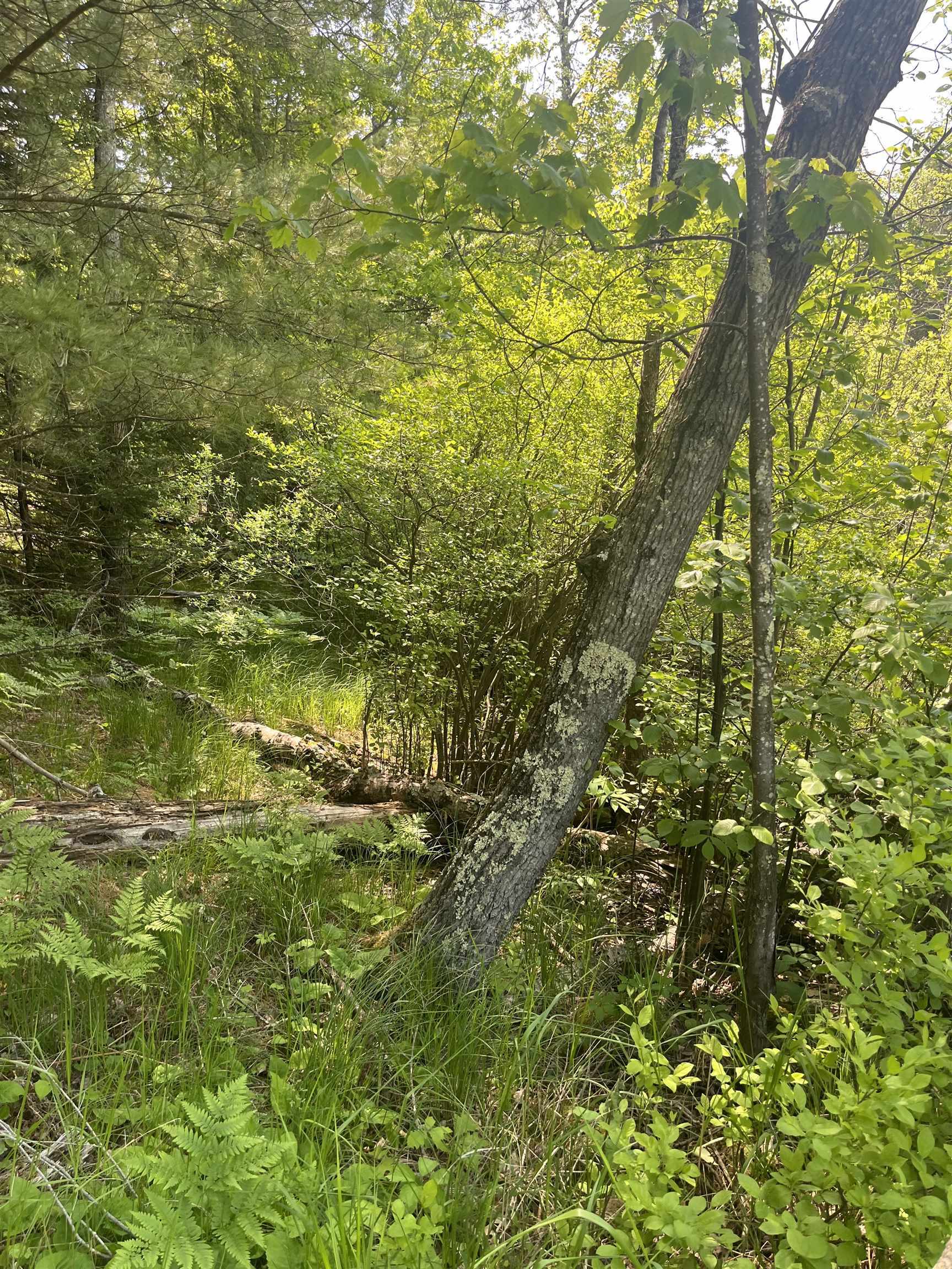 Property Photo: Lake John Road WI 54138