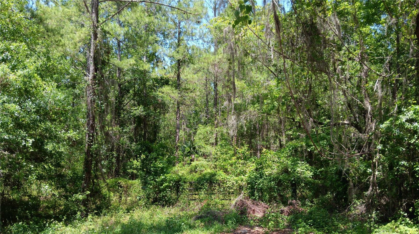 Property Photo: 0 NW 82 Court FL 34482