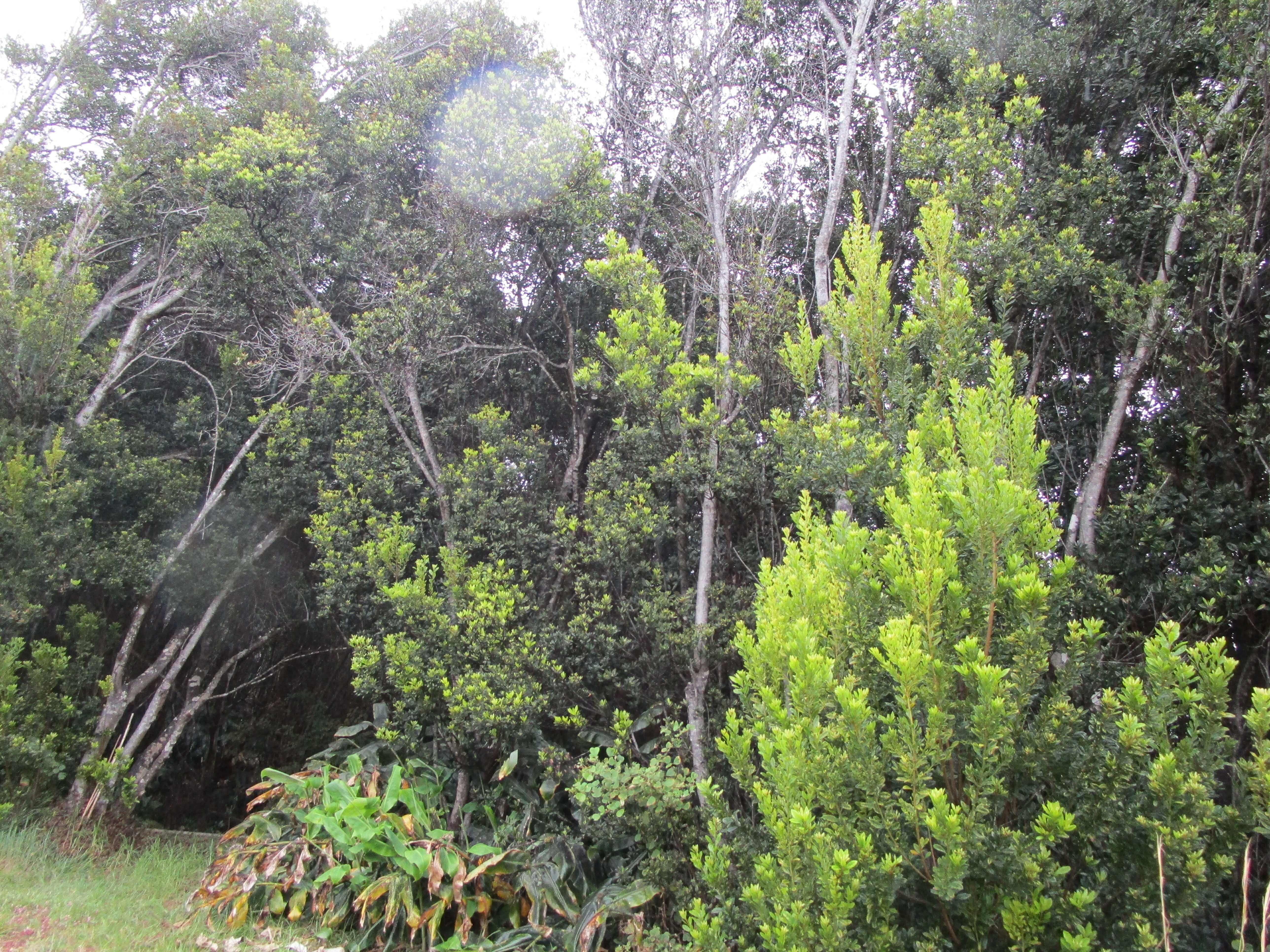 Property Photo: 99-7728 Pukeawe Pl HI 96785