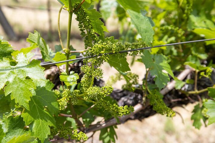 Property Photo: 1305 Lions Peak Lane CA 95046