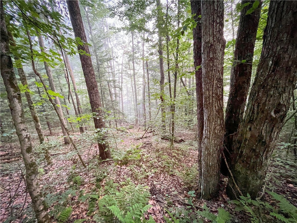 Property Photo: Williams Road NY 13743
