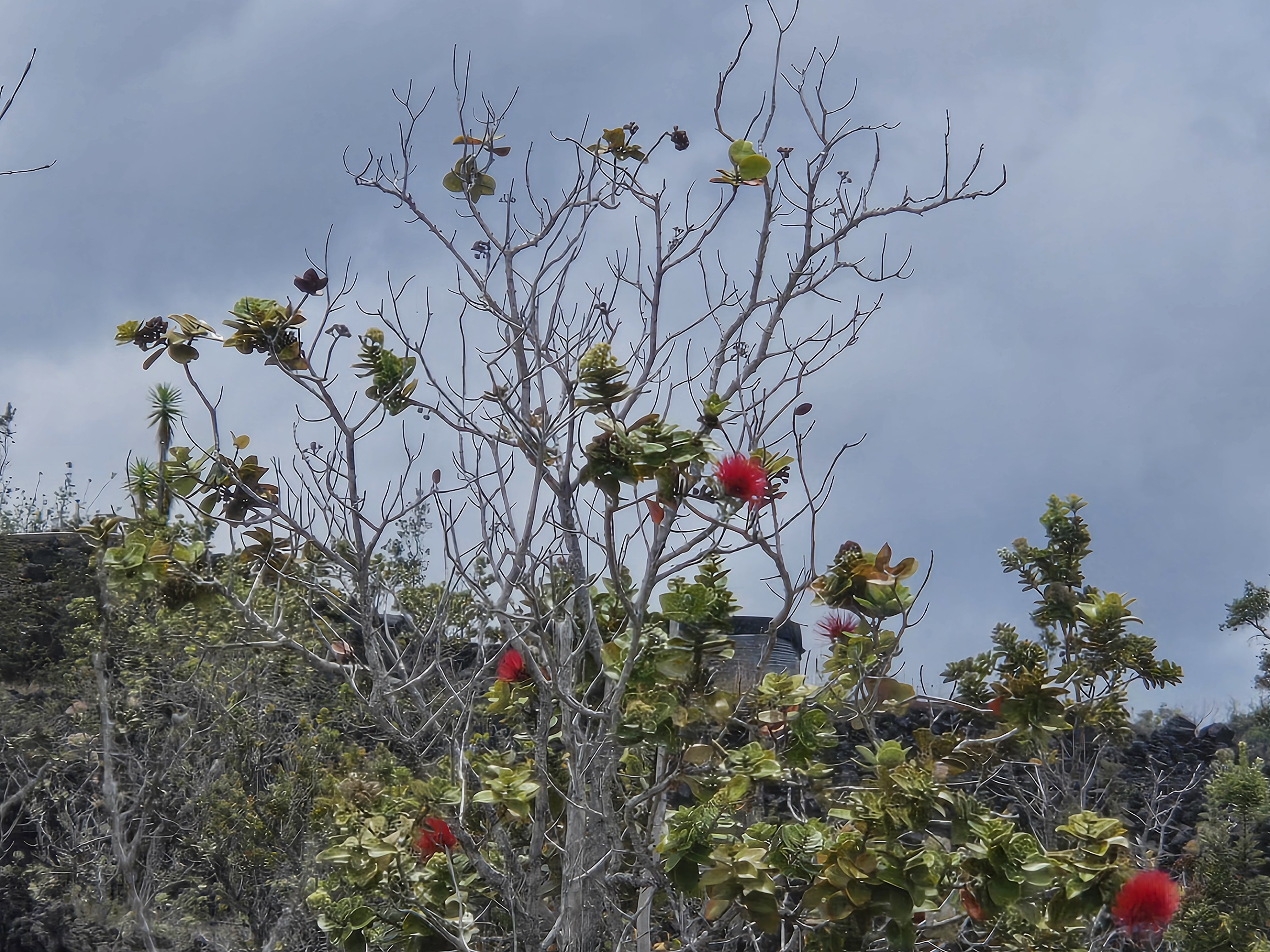 Property Photo:  Orchid Pkwy  HI 96737 