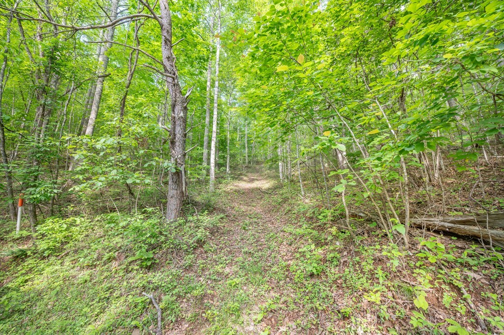 Property Photo: Tbd Laurel Fork Rd VA 24352