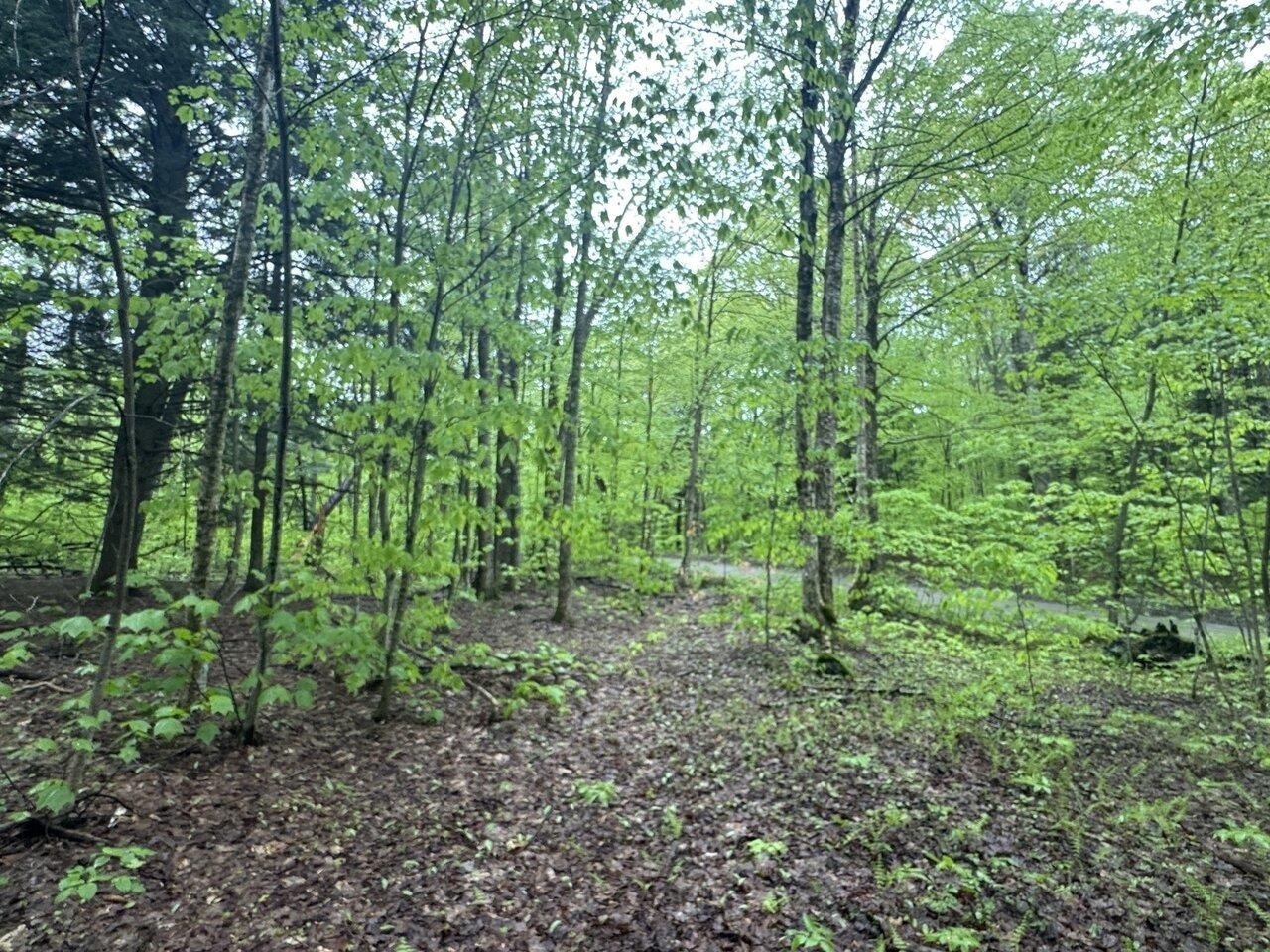 1585 Amidon Road  Montgomery VT 05471 photo