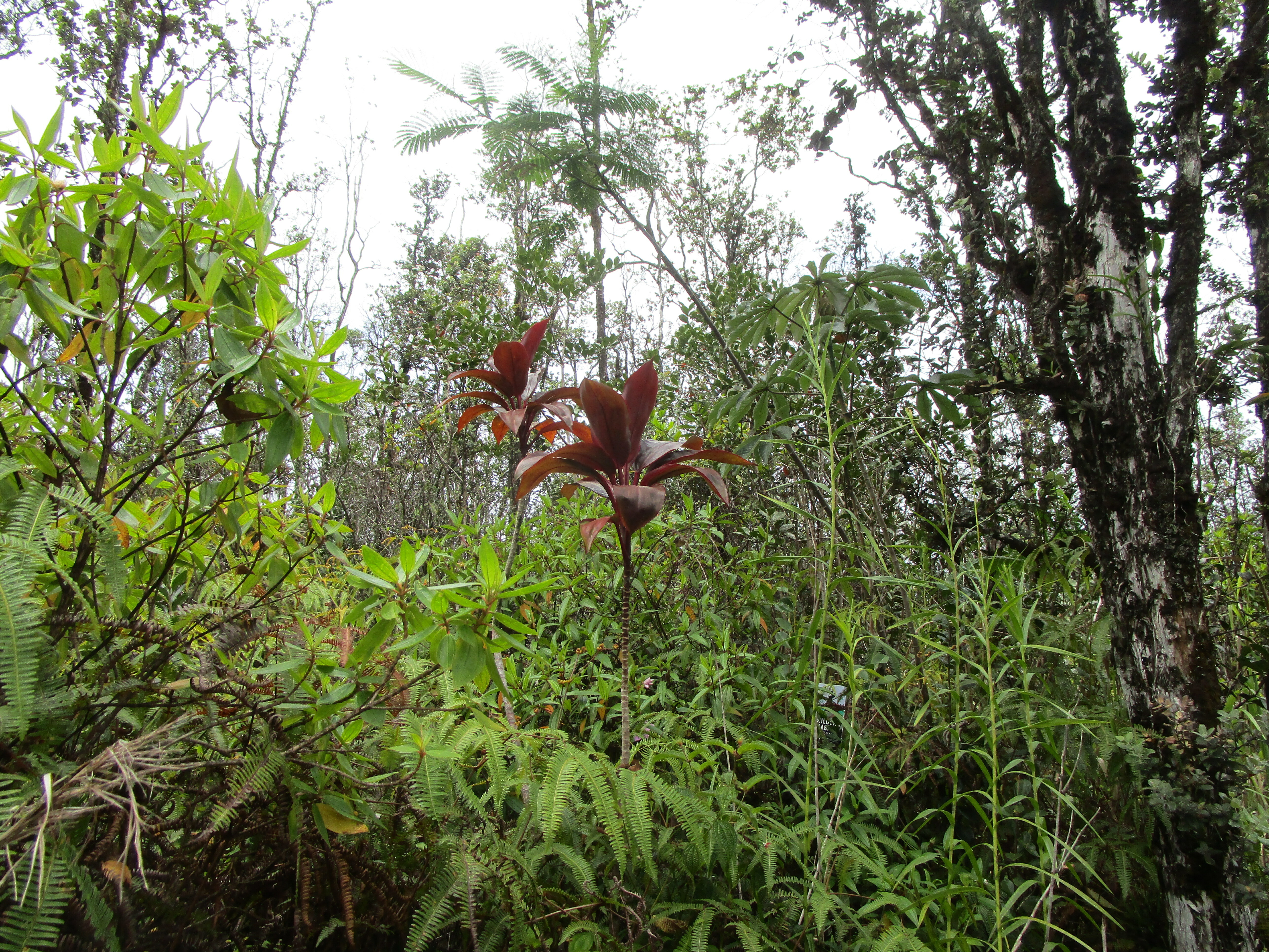 Property Photo: Road 9 (Koloa Maoli) HI 96760