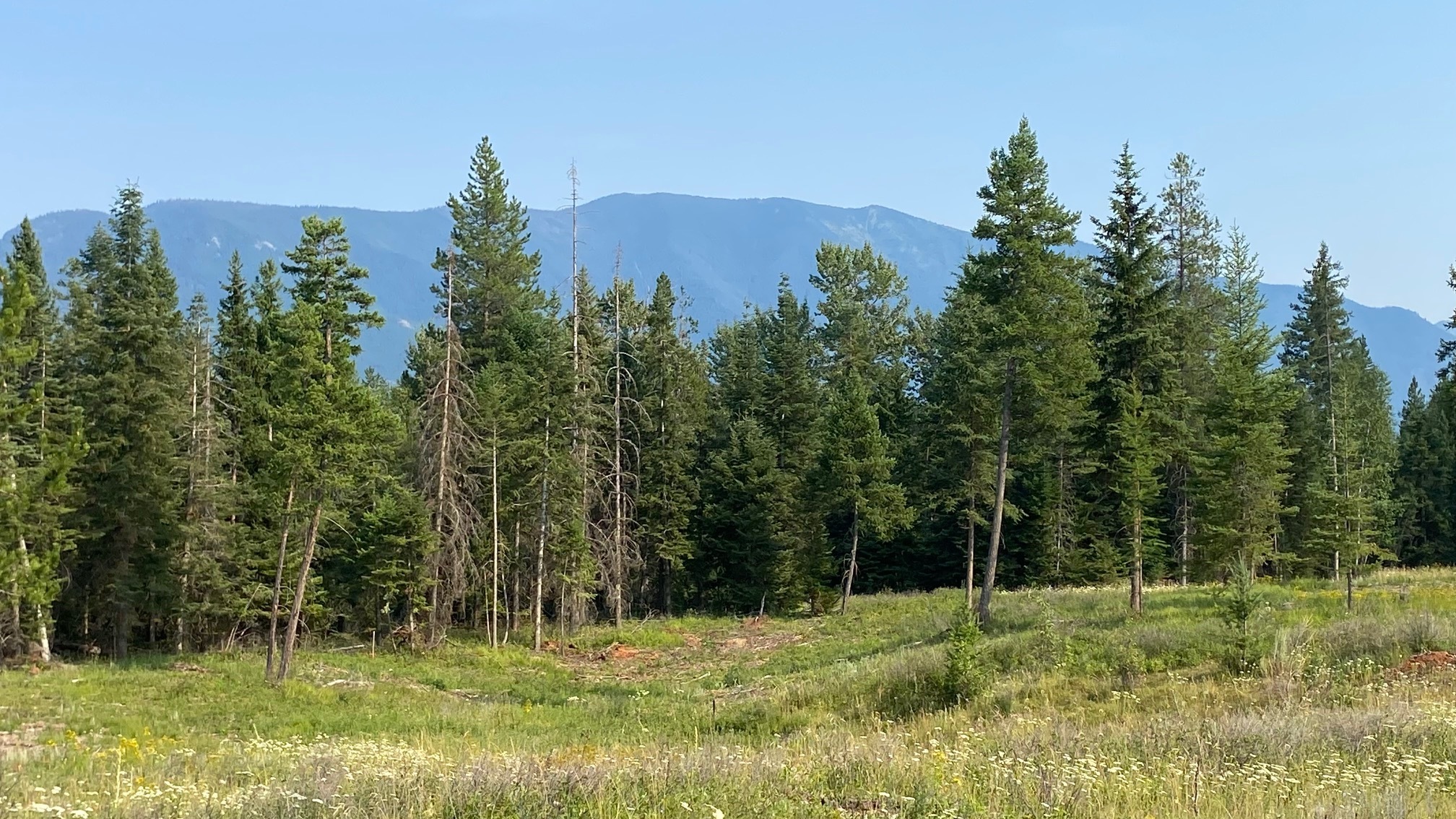 1068 Larch Ridge Trail  Columbia Falls MT 59912 photo