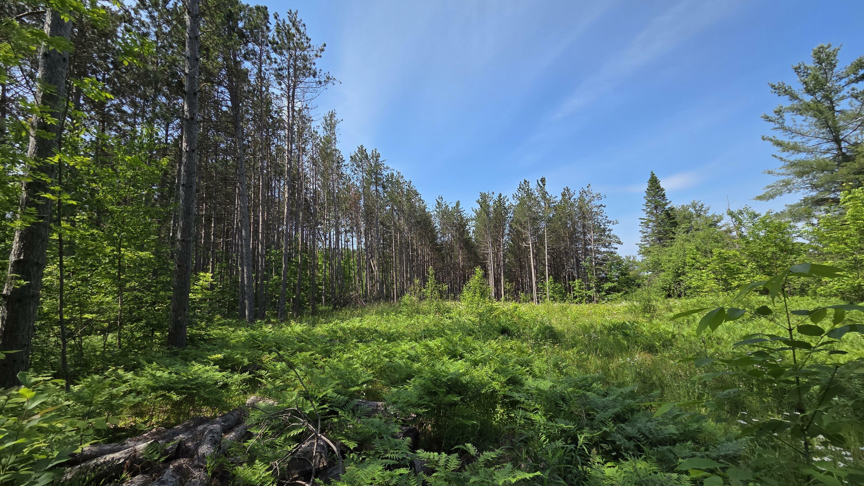 Property Photo: 18862 N Old Mackinaw Road MI 49701