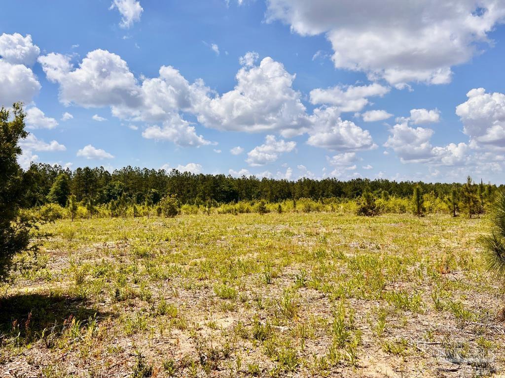 Property Photo: Lot 48 South Timber Ln FL 32571