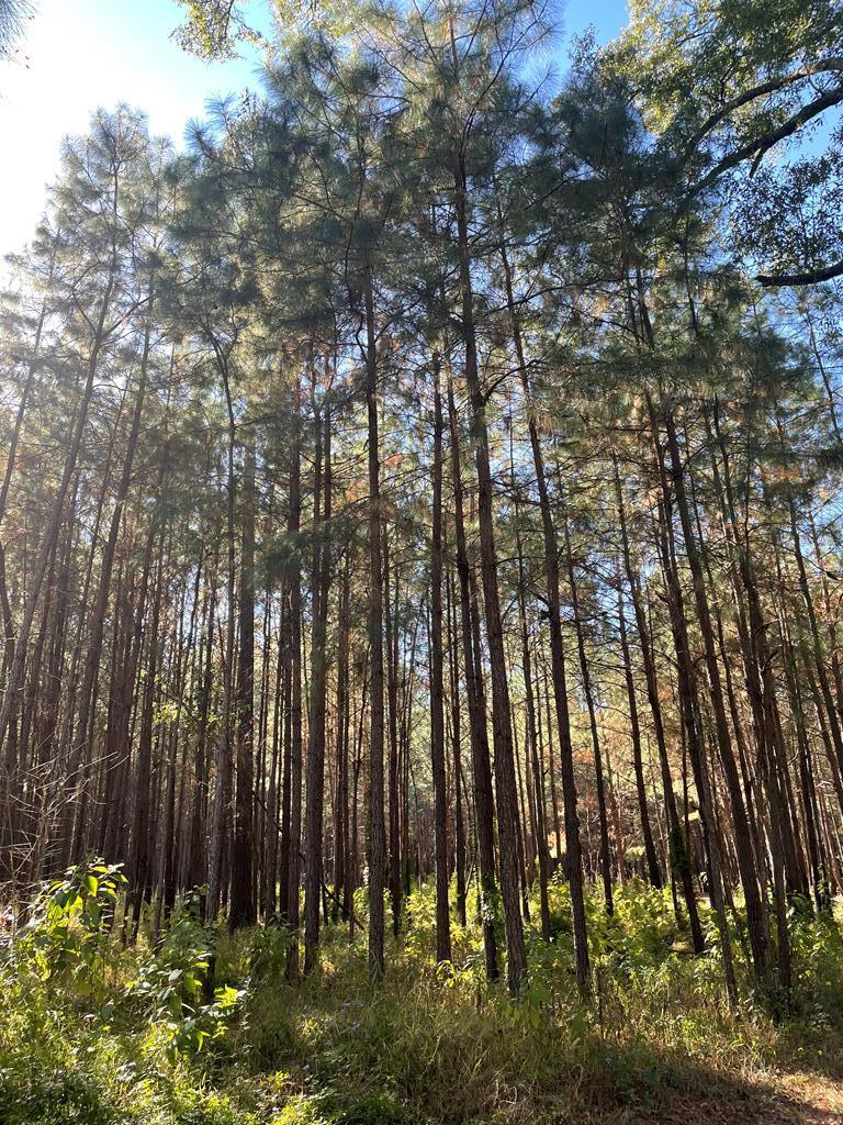 Property Photo:  2427 Pierce Chapel Road  GA 39827 