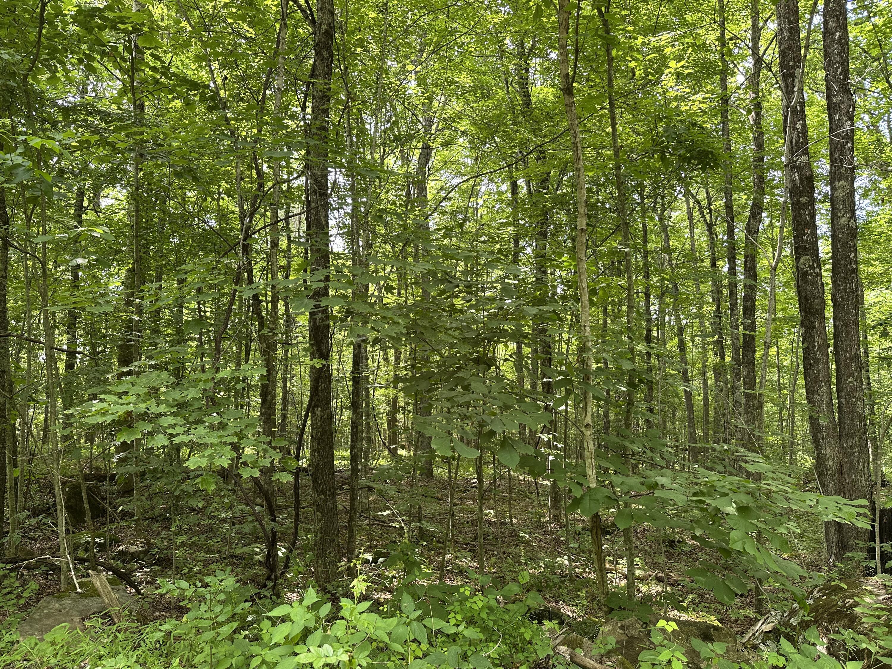Property Photo: Molly Road WV 24931