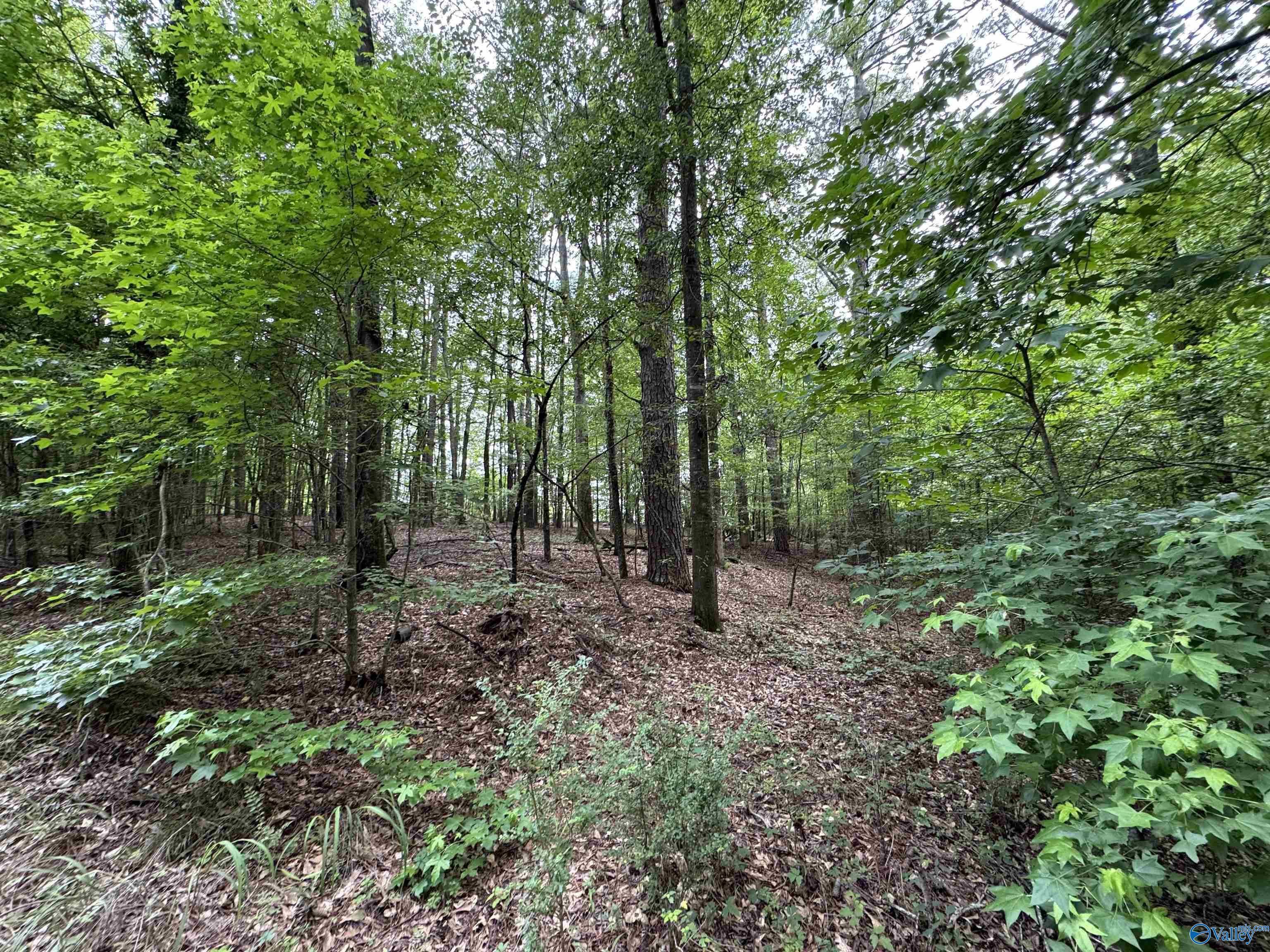 Property Photo:  Lot 1 Township Road  AL 35906 