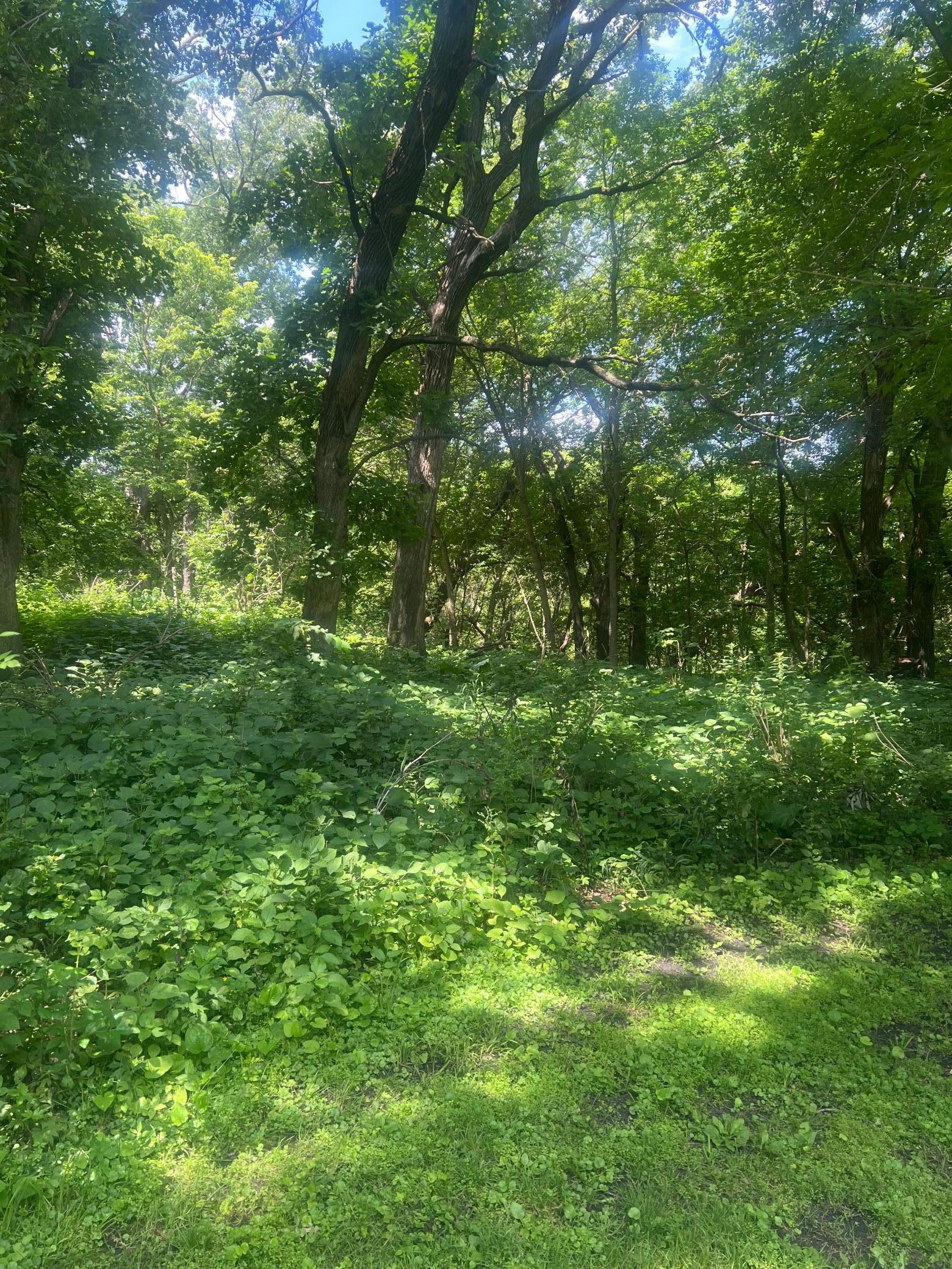 Property Photo: Tbd Lot 2 Envelope 1 Baycrest Road MN 56334