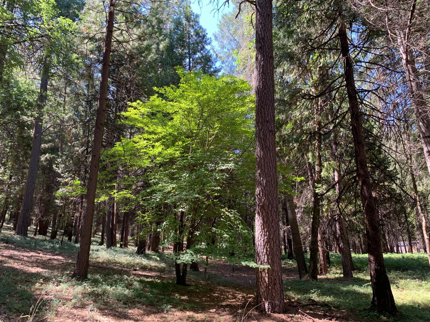 Property Photo: 12043 Pasquale Road CA 95959