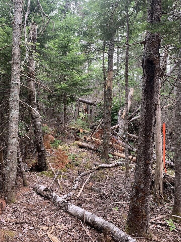 Property Photo:  Vv1 Lot 1 Hunter Road  NS B0M 1Z0 
