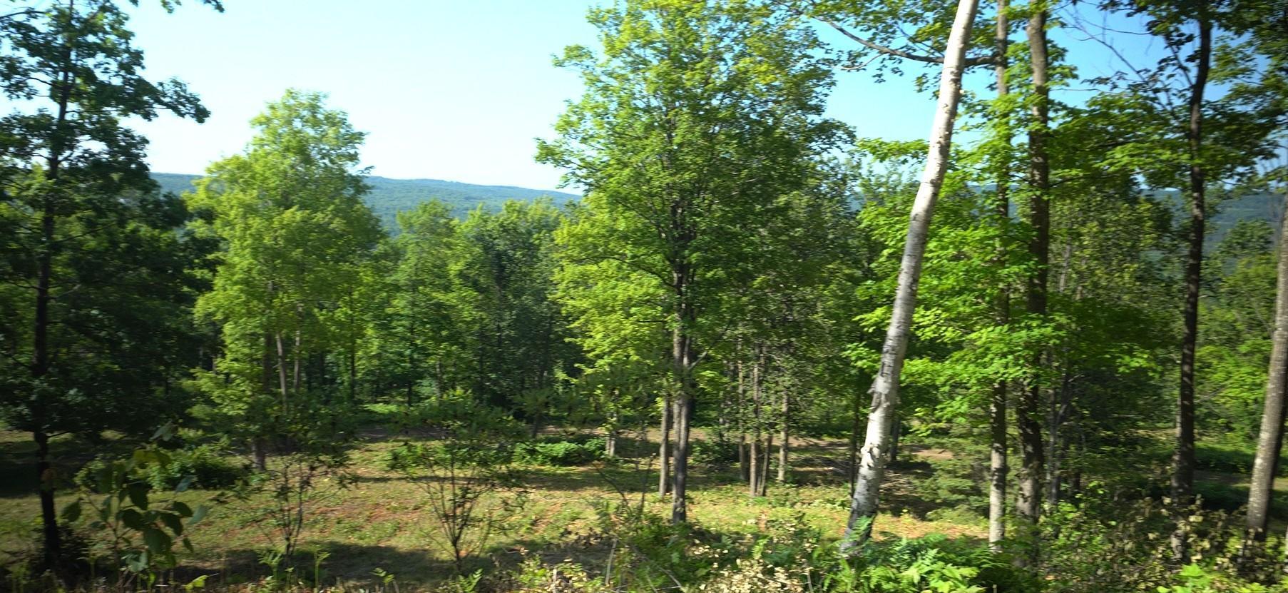 Property Photo: 83xxx - Lot 12 Ashwabay Road WI 54814
