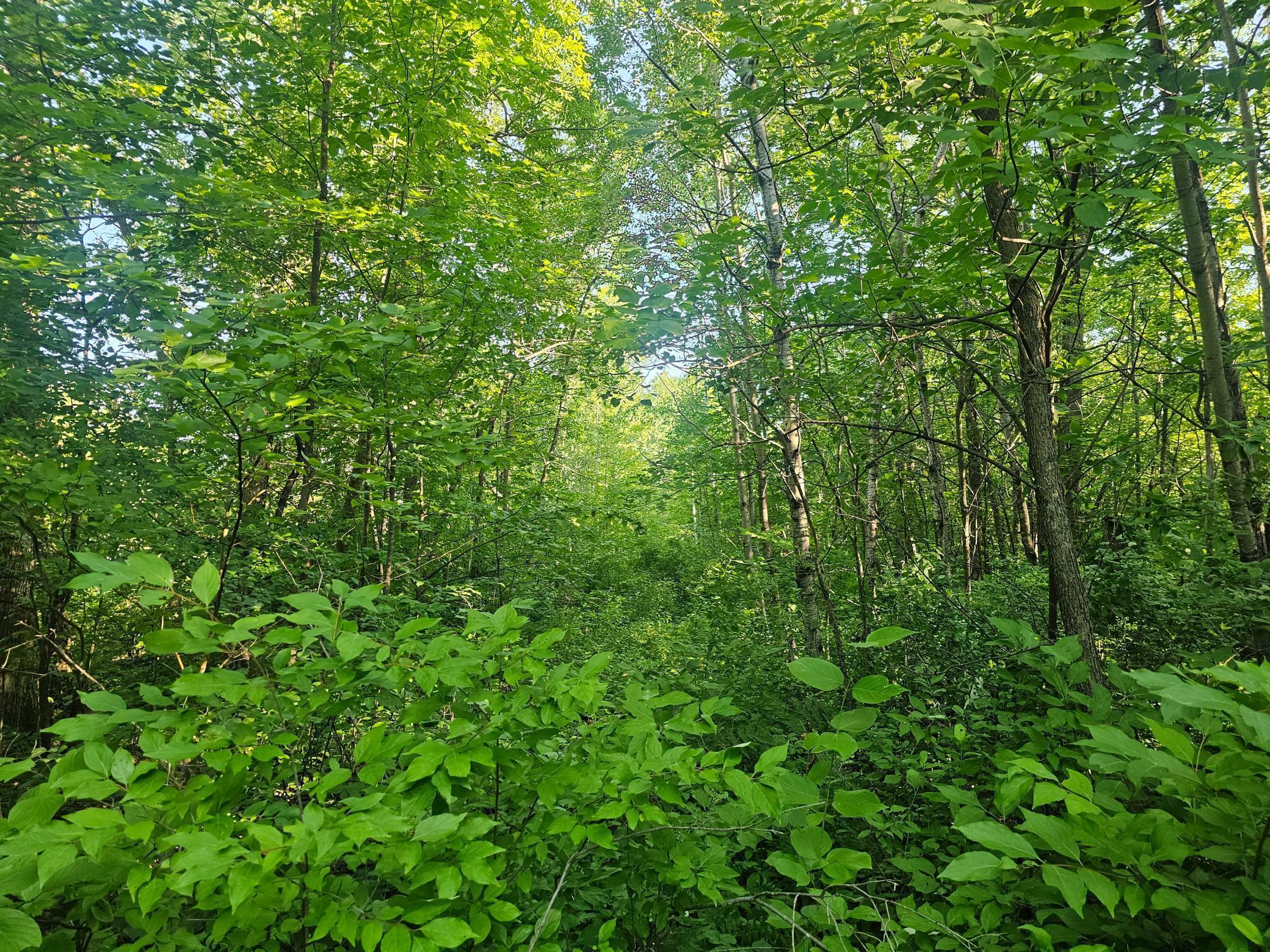 Property Photo:  Tbd Lot 1 Bunny Lane  MN 56441 
