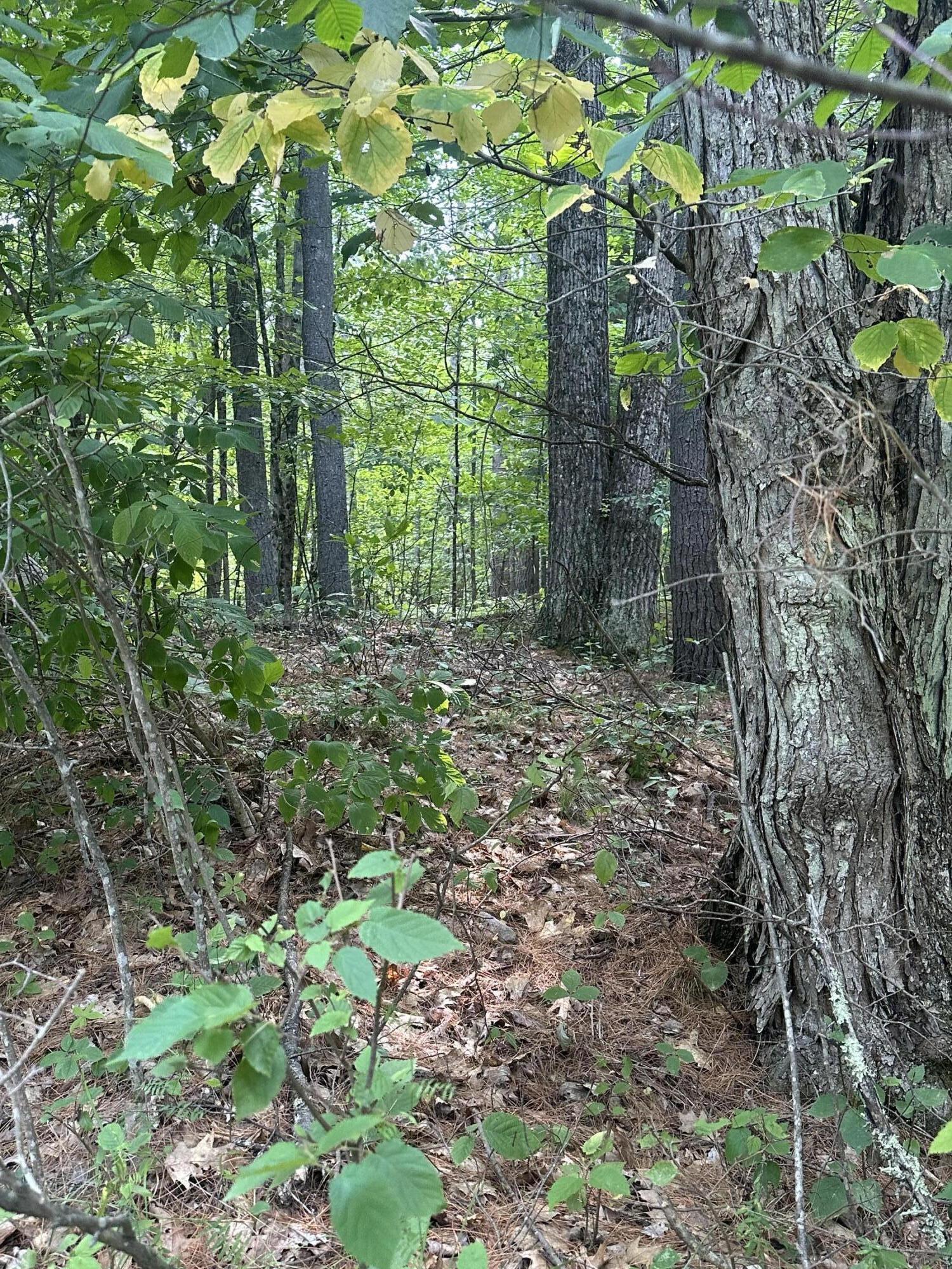 Property Photo: 129 Cottontail Lane NY 12941