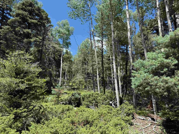 Property Photo: Lot 100 Zia Road NM 87710