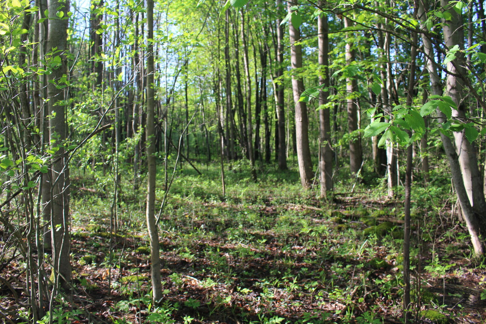 Property Photo:  104th Avenue  MI 49010 