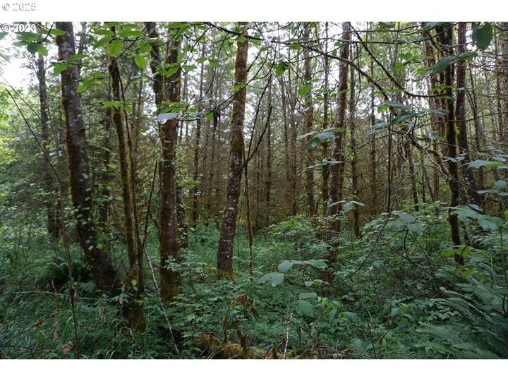 Property Photo: 0 NE Buncombe Hollow Rd WA 98674
