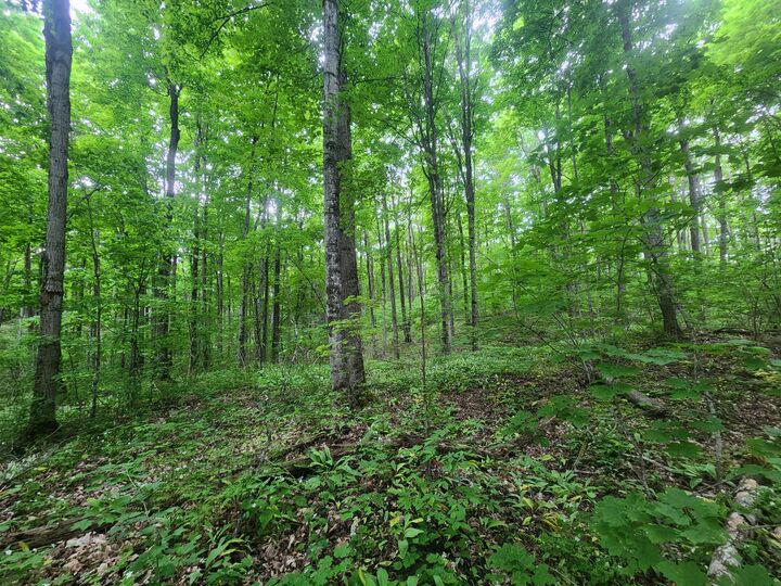 Property Photo:  V/L 1.23ac Hlywa Drive  MI 49735 