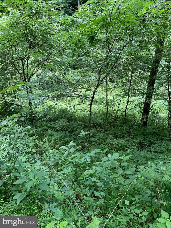 Route 5  Renick WV 24966 photo