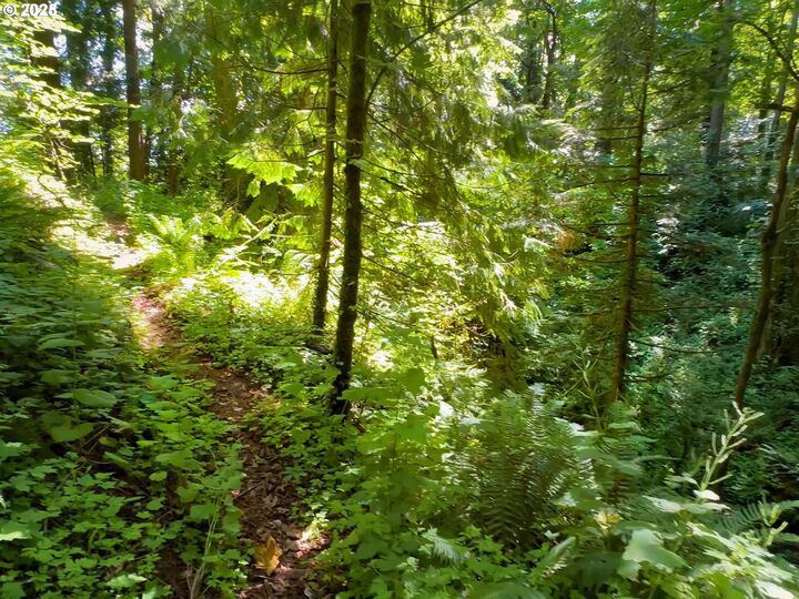 6320 SE Roethe Rd  Milwaukie OR 97267 photo