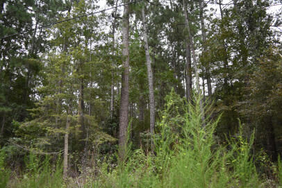 Property Photo:  0 Daffodil Lane  SC 29554 