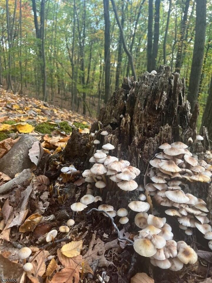 Property Photo: Gravel Hill NJ 08848