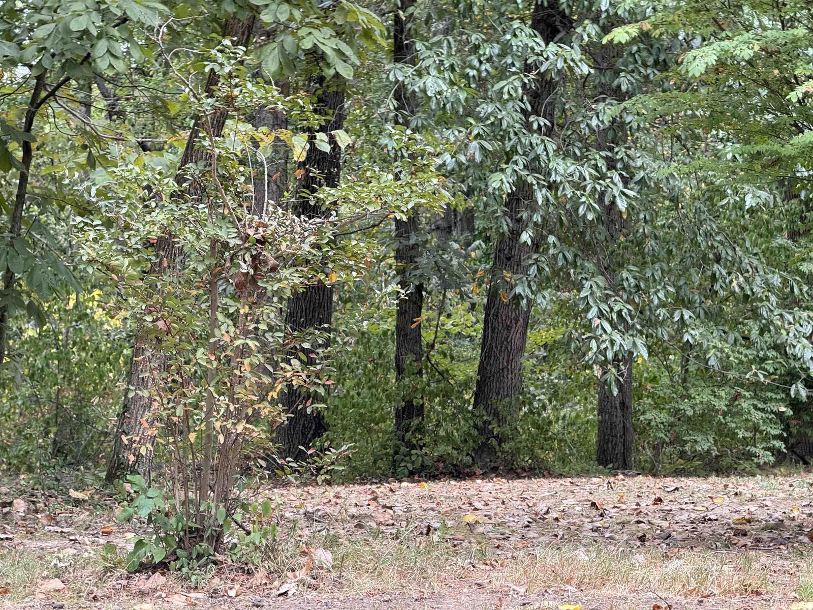 Property Photo:  10045 Baumgart Road  IN 47725 
