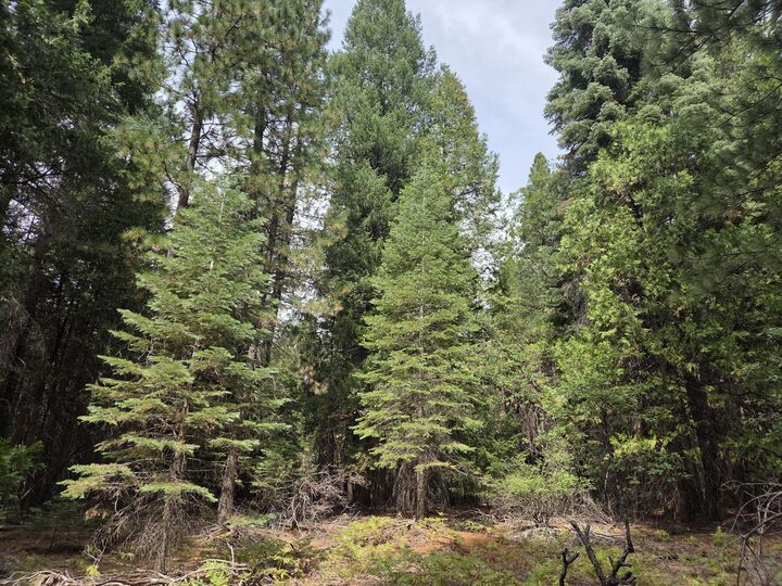 Property Photo:  Lot 28&Amp29 Emerald Way  CA 96088 
