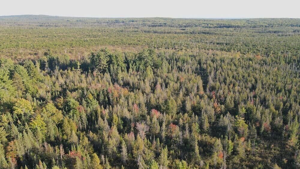 Property Photo: V/L 40 Ac River Lake Road MI 48653