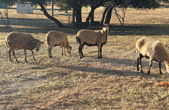 Property Photo: 25525 Ranch Rd 2323 TX 78624