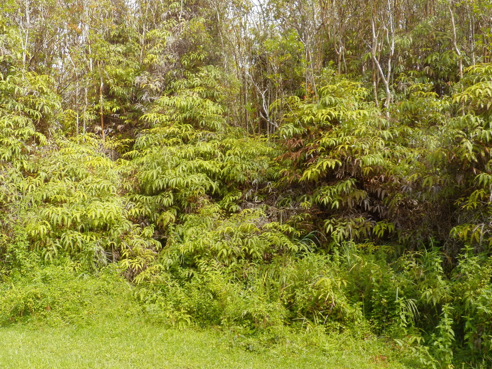 Property Photo:  Hawaii St  HI 96771 