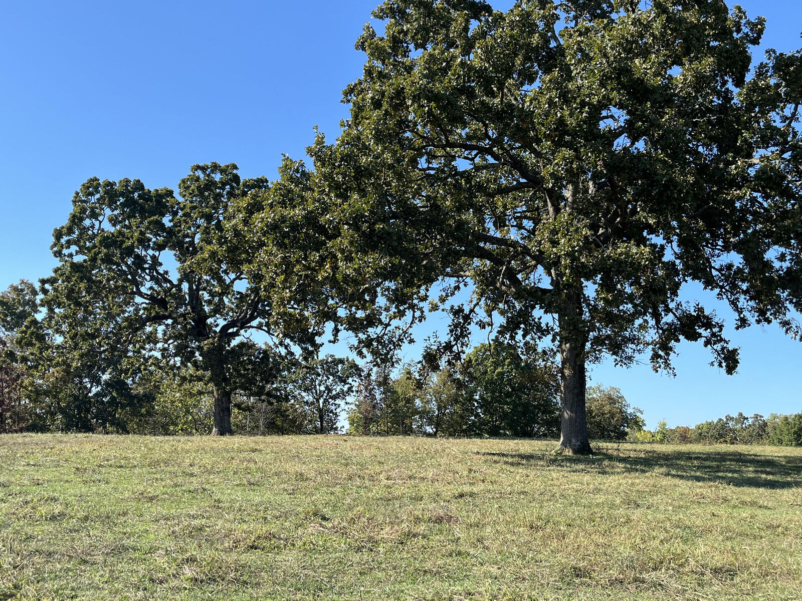 Property Photo: 000 County Road 113 MO 65606