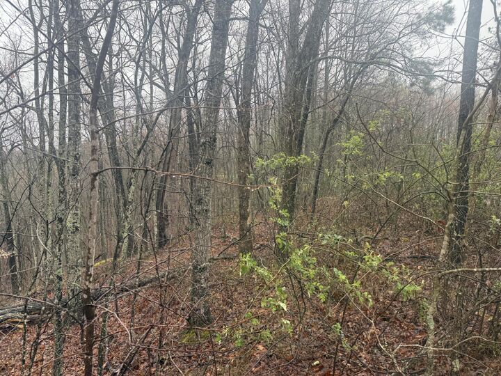 Property Photo:  91 Acres Land Cains Creek Road  KY 41171 
