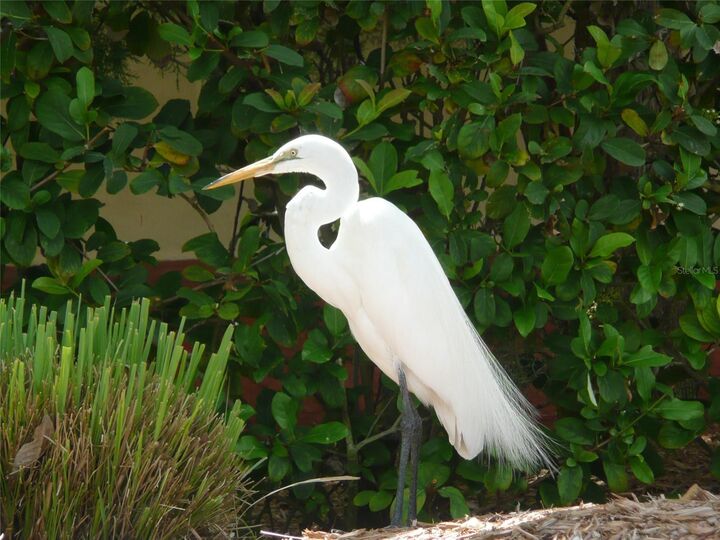 Property Photo:  51 S Adams Drive  FL 34236 