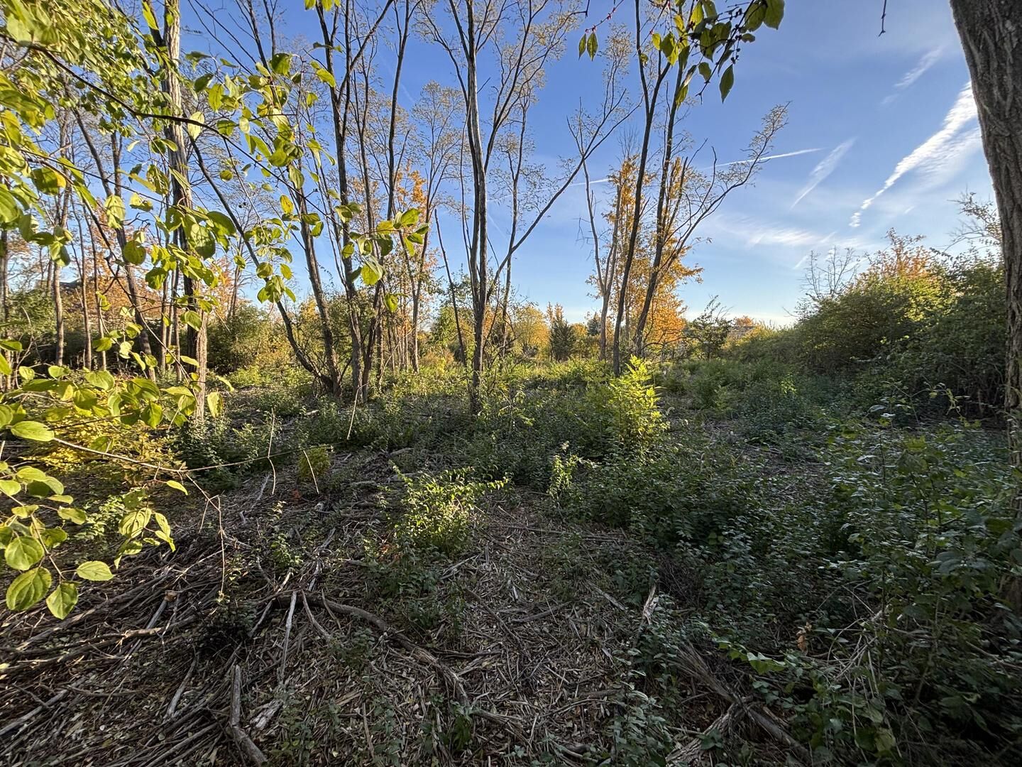 Property Photo:  21647 Owens Road  IL 60448 